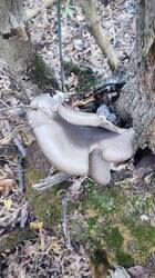 IMG_20261024_155653.jpg