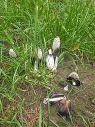 IMG_20261024_172917_667.jpg