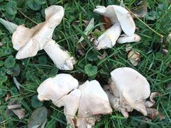 IMG_20261026_155838_629.jpg