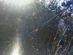 IMG_20261027_133810.thumb.jpg.4758ffc3a619420323e46c064a850bb8.jpg