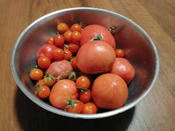 IMG_20261027_173159_259.thumb.jpg.9ae6184b11d795ec4bfcd1701a60064e.jpg