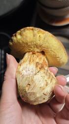 IMG_20261027_210456.thumb.jpg.eeeedf67d520aa667f9ff560645774b3.jpg
