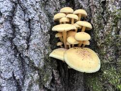 IMG_20261028_091410.thumb.jpg.db60b07dfd710b9398c9be26ea084f0b.jpg