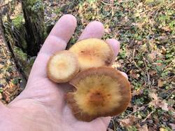 IMG_20261028_103426.thumb.jpg.d894e442a01bb8d96bdab30002b63bc3.jpg