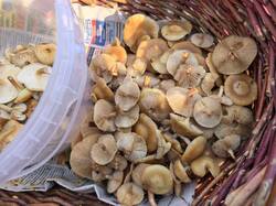 IMG_20261028_105514.thumb.jpg.0c79e7397350c4d54bb8b335e552d5c6.jpg