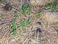 IMG_20261030_094801_648.thumb.jpg.3d2a0bd2d4d511cef69b49e304034a18.jpg