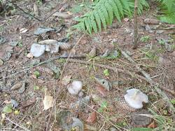 IMG_20261030_095552_991.thumb.jpg.f769b27a2ee98468ad81df026a31374e.jpg