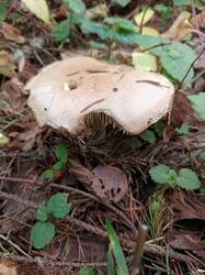 IMG_20261031_125235_283.thumb.jpg.56c80b7accc840bb690dba6cd1b21350.jpg