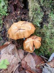 IMG_20261031_131133_255.thumb.jpg.e8eb621c6bc7d8e36c82c7bd02e2ba02.jpg