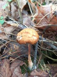 IMG_20261031_131433_889.thumb.jpg.93c7f73e1656c16e42e3209f59f19db6.jpg