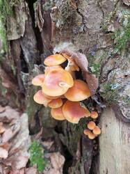 IMG_20261031_133225_976.thumb.jpg.ee2c9e1829420ce970464af05a14831a.jpg