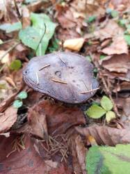 IMG_20261031_135653_011.thumb.jpg.c03ce7aec0594c78faafcdcd97573160.jpg