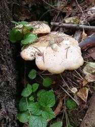 IMG_20261031_140335_877.thumb.jpg.bf30742d2be785ef77df45d81d789795.jpg
