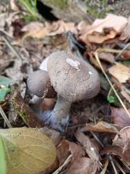 IMG_20261031_141151_273.thumb.jpg.5b64a2799617b7be6d9497c51379deea.jpg