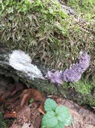 IMG_20261031_142742_389.thumb.jpg.e5224b243cd04cd8b138df213abe025f.jpg