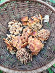 IMG_20261031_143605_151.thumb.jpg.fb5c076240d41d58c4ddf6ddfe7972c2.jpg