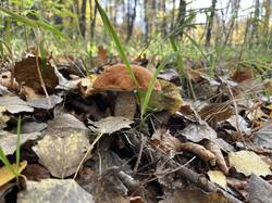 IMG_3943.thumb.jpeg.26a5d326d0539350113db6b7cbff7e77.jpeg