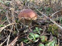 IMG_3944.thumb.jpeg.9654ab8c4ba6082f16b2cd9a0e579dc8.jpeg