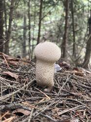 IMG_4246.jpeg