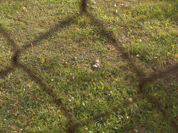 IMG_4425.thumb.jpg.f8bcf6cf61daae839b33ec2d01d1f5b5.jpg