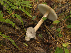 IMG_4468.thumb.jpg.62075151468fcd5a2d37e97d39b0b78b.jpg