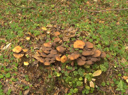 IMG_4474.thumb.jpg.6cd071499dc1ed4ecb981fab6d4bd128.jpg