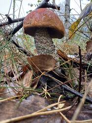 IMG_4555.thumb.jpeg.cbe06850289a29c01b16fb3a9a3de6a6.jpeg