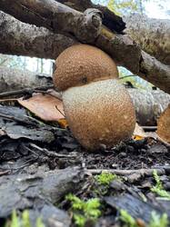 IMG_4580.thumb.jpeg.74f0cac38776978d170aa6f64d6ff418.jpeg