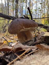 IMG_4653.jpeg