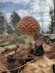 IMG_4717.jpeg