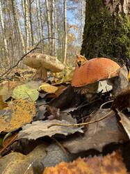IMG_4720.thumb.jpeg.494d313a369a8939b2d1a3d7f080f2e5.jpeg