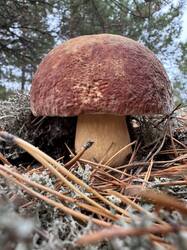IMG_4758.thumb.jpeg.67b7e00da68dd8070153ca047668d702.jpeg