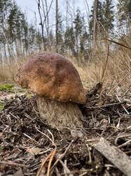 IMG_4764.thumb.jpeg.7f2f255ff38b84916176aeace1e59c1c.jpeg