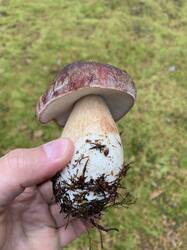 IMG_4773.jpeg