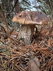 IMG_4779.thumb.jpeg.d59d20e12c8c65956cf97d65873320c5.jpeg