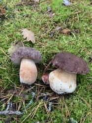 IMG_4779.jpeg