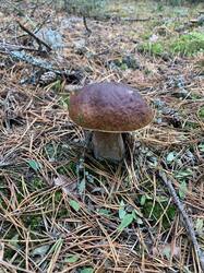 IMG_4818.jpeg