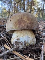 IMG_4841.thumb.jpeg.36ef5f43da2c1c99f87d9594c57006b3.jpeg