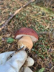 IMG_4866.jpeg