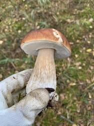 IMG_4882.jpeg