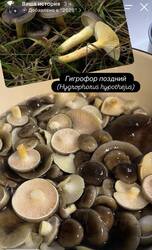 IMG_5299.thumb.jpg.2cb09aa4c7ff6e7cd94c6242edd46dfc.jpg
