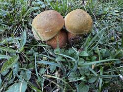 IMG_6597.jpeg