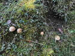 IMG_6599.jpeg