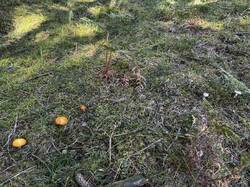 IMG_6602.jpeg