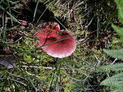 IMG_6606.jpeg