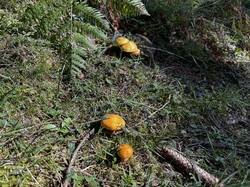 IMG_6610.jpeg
