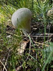 IMG_6612.jpeg