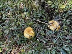 IMG_6620.jpeg