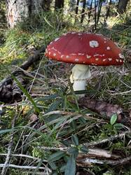 IMG_6622.jpeg