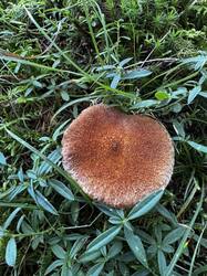 IMG_6624.jpeg